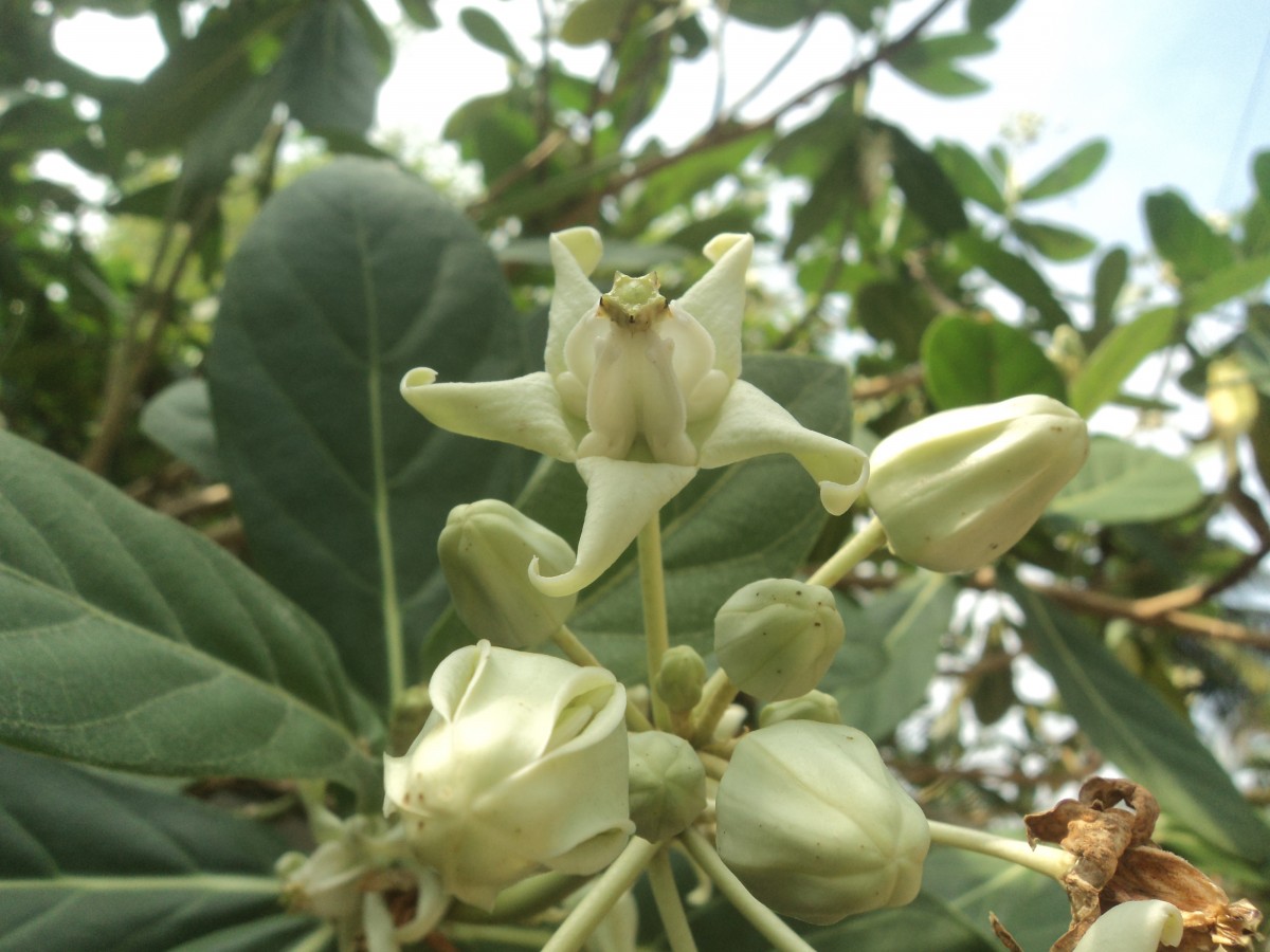 Calotropis gigantea (L.) W.T.Aiton